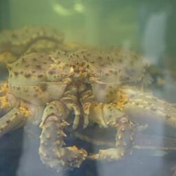 Российский экспорт живых крабов в Китай увеличился на 20% в весе и сократился на 10% в деньгах по сравнению с уровнем прошлого года