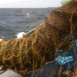 Сахалинский НИИ рыбного хозяйства и океанографии успешно выпустил 1 млн. 10 тыс. 300 экземпляров молоди приморского гребешка в залив Анива и лагуну Буссе. Фото пресс-службы института