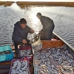 Рыбоводство – важная отрасль экономики Курганской области. Фото пресс-службы регионального департамента АПК