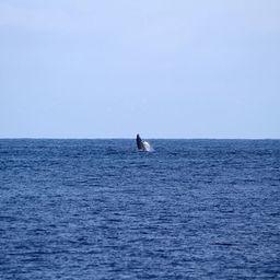 Горбатый кит. Фото Ивана Усатова