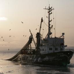 Для детальной работы по вопросам рыбной отрасли в объединении «ОПОРА РОССИИ» создан специальный комитет