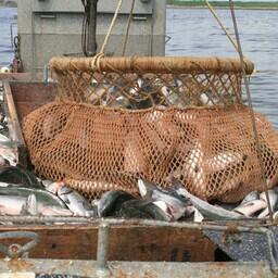 К концу августа вылов тихоокеанских лососей на Дальнем Востоке превысил 567,9 тыс. тонн