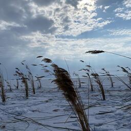Камыш работает как естественный насос: через стебли кислород поступает под лед. Фото пресс-службы государственного комитета Республики Татарстан по биоресурсам, CC BY 4.0