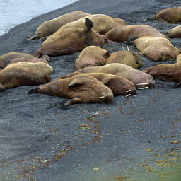 Атлантические моржи на острове Вайгач, 2020 г. Фото Андрея Болтунова