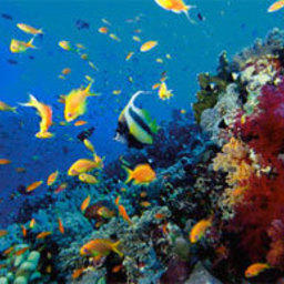Более 60% коралловых рифов на планете находятся под угрозой исчезновения