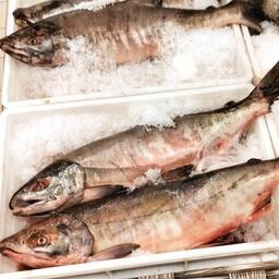 Общую статистику лососевой путины за последнее время скорректировали только уловы кеты