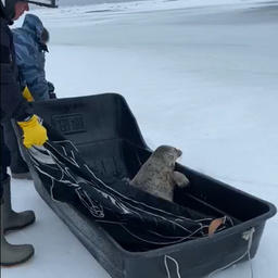 Тюленя довезли до открытой воды в санях. Фото пресс-службы областного управления МЧС России