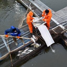 Специалисты Тюменского филиала ВНИРО завершают сбор икры сиговых на садковых хозяйствах института. Фото пресс-службы ВНИРО