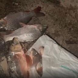 В Подмосковье задержали двух местных жителей, укравших с местного хозяйства 20 кг рыбы. Кадр оперативной съемки