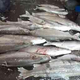 В Томской области рыбаки добыли сверх квоты 200 кг муксуна и нельмы. Кадр оперативной съемки