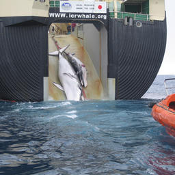 Двух малых полосатиков, взрослого и подростка, поднимают на борт единственной в мире китобой базы Nisshin Maru. Фото службы таможенной и пограничной охраны Австралии