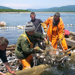 Добыча лосося в Приморском крае