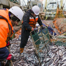 Рыбаки перевалили за три миллиона тонн