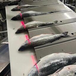 Береговые заводы на Дальнем Востоке заботятся об оснащении. Фото предоставлено «Дальрыбтехцентром»