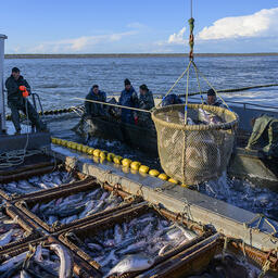 Среди предприятий Крайрыбакколхозсоюза есть градообразующие. Фото предоставлено Союзом