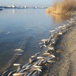 Массовую гибель рыбы на участке Дона зафиксировали 18 февраля. Фото управления информационной политики правительства Ростовской области