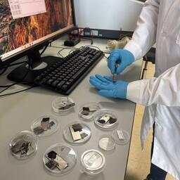 Биоуголь из морских водорослей используют для изготовления анодов. Фото пресс-службы правительства Сахалинской области