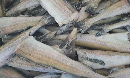 В 2025 г. Россия смогла нарастить поставки продукции из минтая на три из четырех ключевых рынков