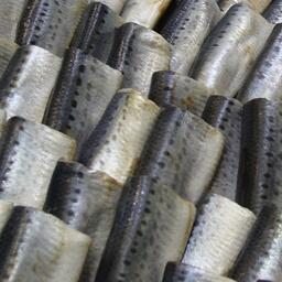 В последние года сардина-иваси стала популярным продуктом в России. Архивное фото