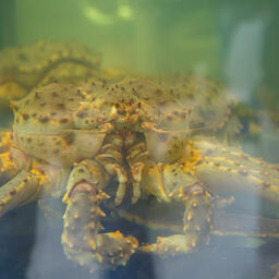 Живой краб из Баренцева моря стал ездить на очень большие расстояния