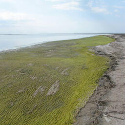 Зеленая водоросль кладофора стала объектом внимания ученых. Фото пресс-службы ИнБЮМ