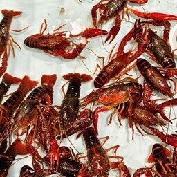 Живые раки. Архивное фото