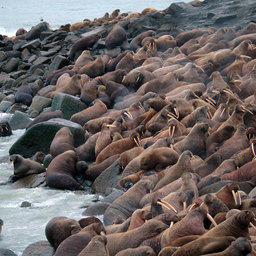 От таяния льдов страдают, в частности, моржи, отмечают экологи. Фото Виктора Никифорова, WWF России