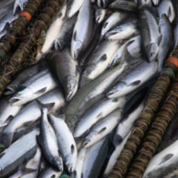Срок подачи заявок КМНС на лососевую путину – 2020 истекает 1 сентября. Фото пресс-службы правительства региона