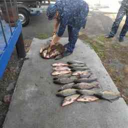 Многократное превышение суточной нормы выявила рыбоохрана. Фото пресс-службы Азово-Черноморского теруправления Росрыболовства