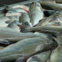 С 16 августа в Анадырском лимане будет закрыт промышленный лов лососей