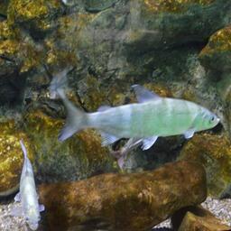 Росрыболовство рассматривает возможность возобновления промысла байкальского омуля в 2027–2028 гг. Архивное фото