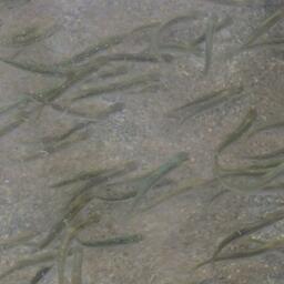 Мальки лосося на рыбоводном заводе Дальнего Востока