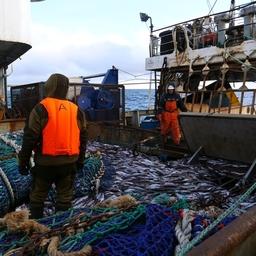 Рыбный промысел на Камчатке. Фото пресс-службы «Океанрыбфлота»