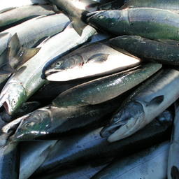 Прибавка лосося предусмотрена для Северо-Курильской зоны и Камчатско-Курильской подзоны
