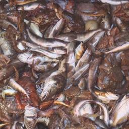Дальневосточный улов разнорыбицы – минтай, терпуг и другие гидробионты