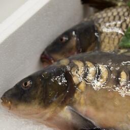 Основу производства продукции товарного рыбоводства в регионе составляют карповые виды рыб. Архивное фото