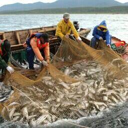 В этом году Сахалинская область планирует освоить около 90 тыс. тонн тихоокеанских лососей
