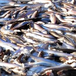 Из 50,2 тыс. тонн мойвы, добытой российскими судами в Баренцевом море, на долю карельских рыбаков пришлось 11,9 тыс. тонн