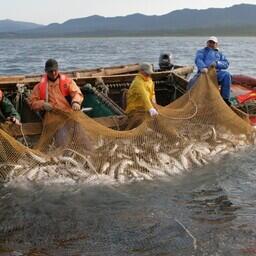 На рыболовных участках ведется в том числе промысел тихоокеанских лососей