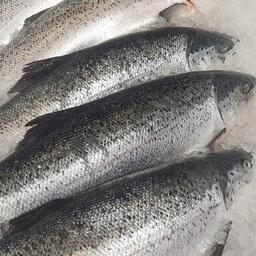 Крупное казахстанское рыбоводноее хозяйство в Каспийском море планирует получить первую продукцию в сентябре. Архивное фото