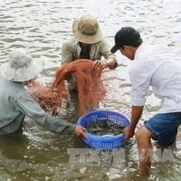 Вьетнам восстанавливает креветочное производство. Фото Вьетнамской ассоциации производителей и экспортеров морепродуктов (VASEP)