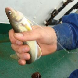 В Камчатском крае распределили квоты для организации любительского рыболовства