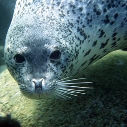 Нерпа – один из видов тюленей, которые станут сырьем для нового завода
