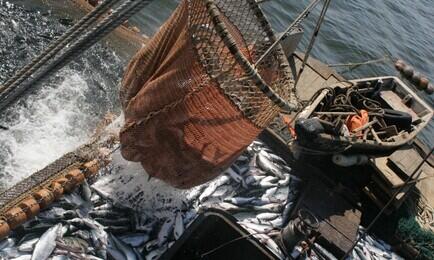 Добыча лосося в Сахалинской области. Архивное фото