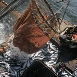 Добыча лосося в Сахалинской области. Архивное фото