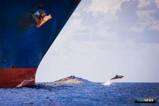 Шум судовых двигателей нарушает работу систем связи дельфинов. Фото Ричарда Стейнбергера (The Nature)