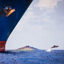 Шум судовых двигателей нарушает работу систем связи дельфинов. Фото Ричарда Стейнбергера (The Nature)