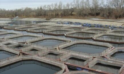 Минсельхоз скорректировал список заразных болезней объектов аквакультуры, которые подходят для агрострахования. Архивное фото