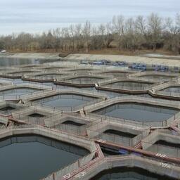 Минсельхоз скорректировал список заразных болезней объектов аквакультуры, которые подходят для агрострахования. Архивное фото