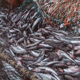 На сегодняшний день суда «Русской рыбопромышленной компании» добывают свыше четверти миллиона тонн минтая и сельди. Фото предоставлено РРПК